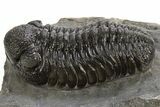 Detailed Morocops Trilobite - Morocco #325994-1